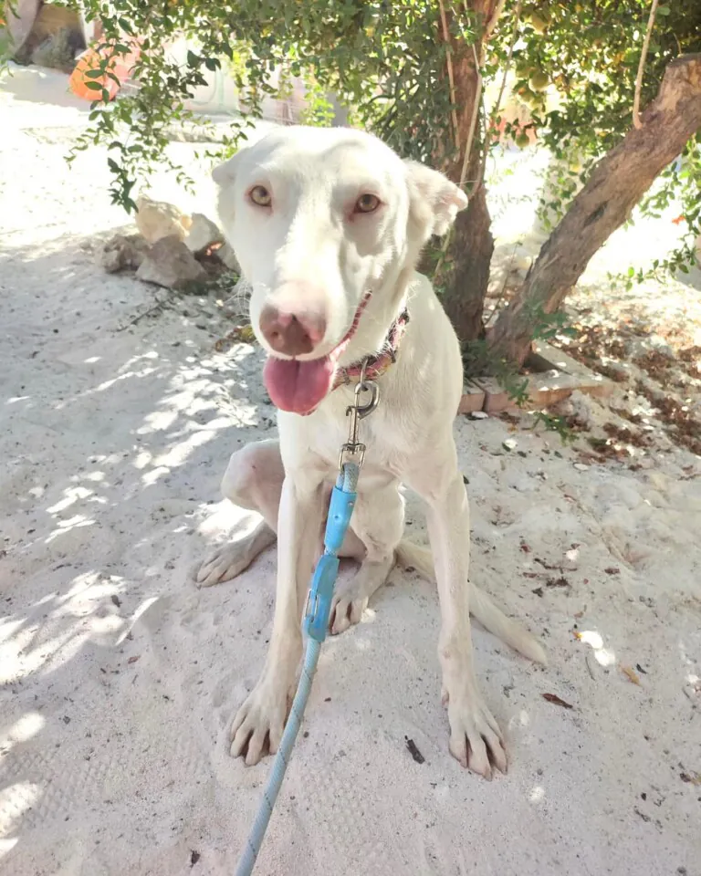 La Huella Blanca3 768x960