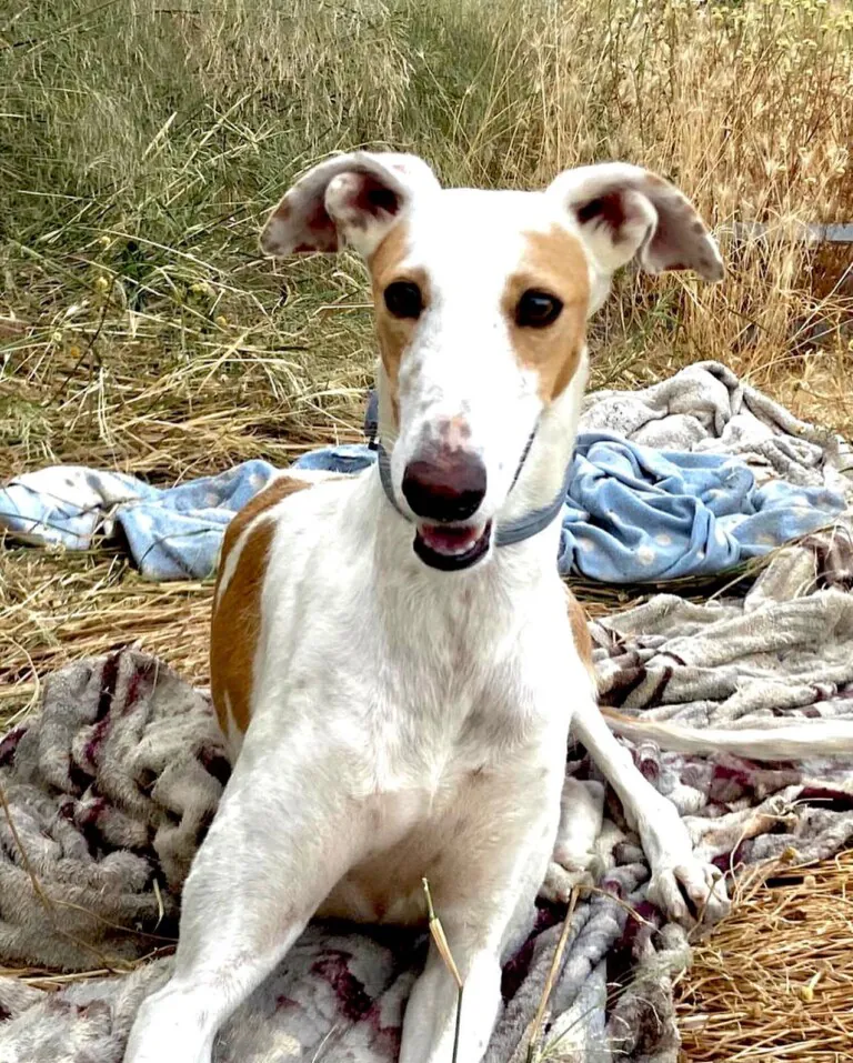 La Huella Blanca5 768x957