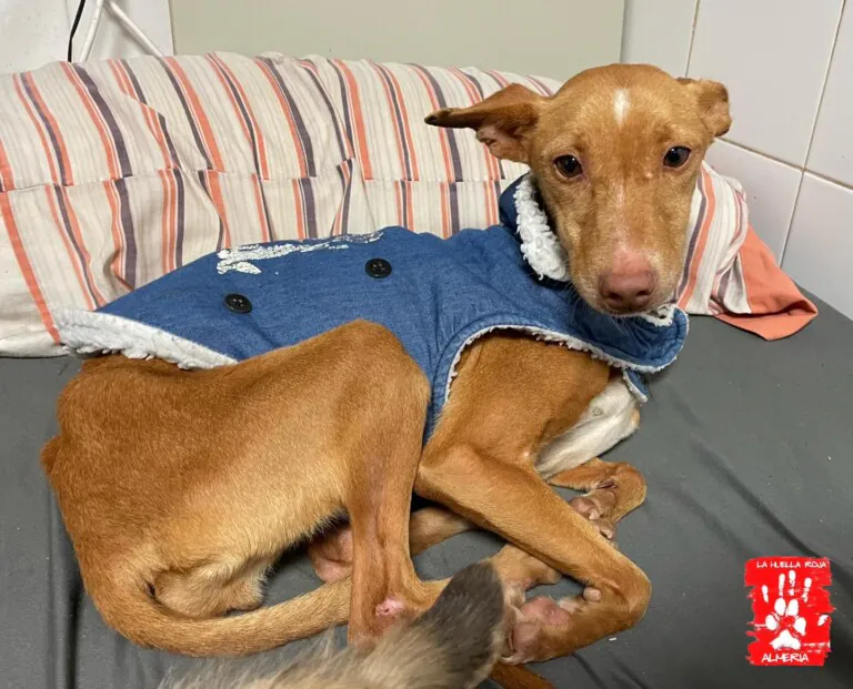 La Huella Roja Almeria1 768x621