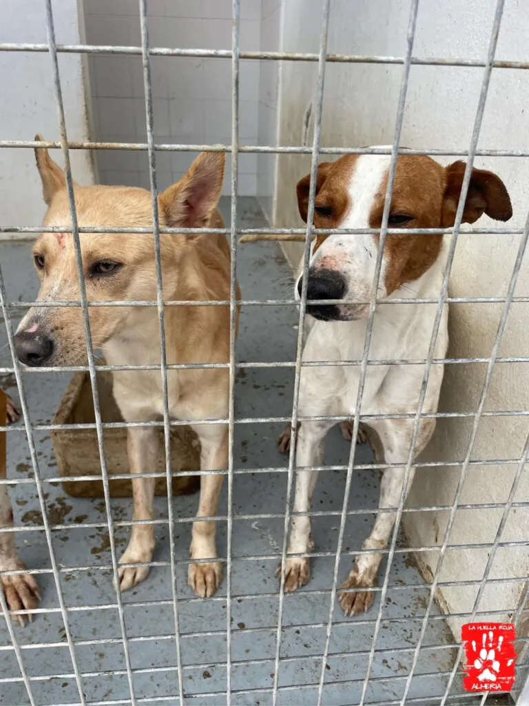 La Huella Roja Almeria3 768x1024