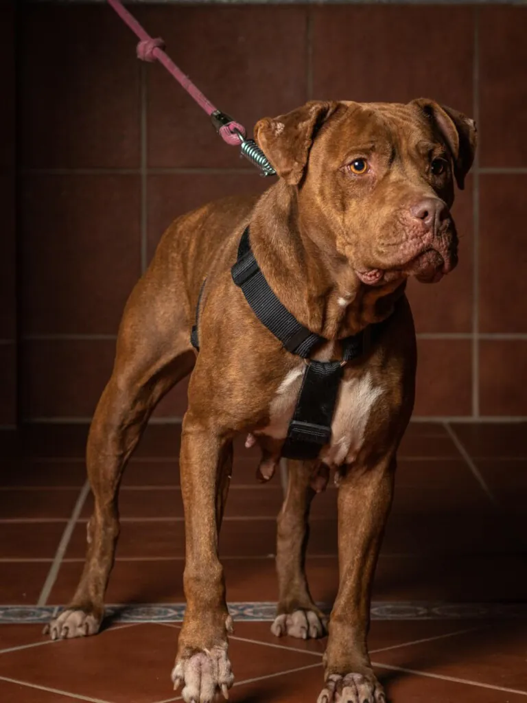 La Sexta Huella2 768x1024