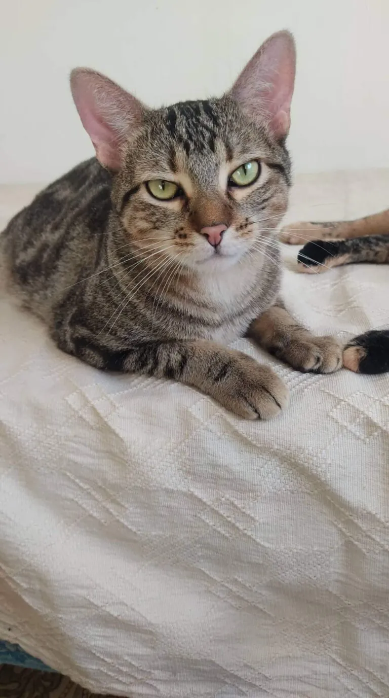 La Sexta Huella5 768x1376