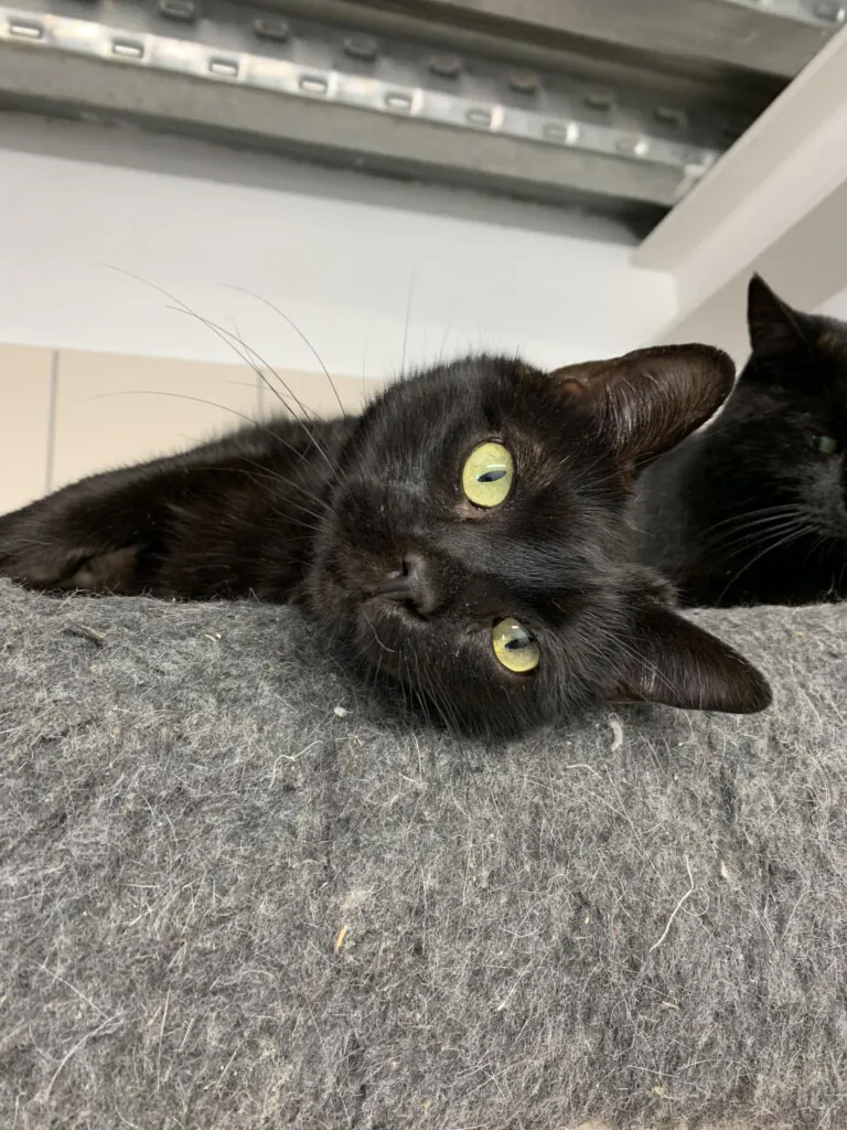 Laika Andorra2 768x1024