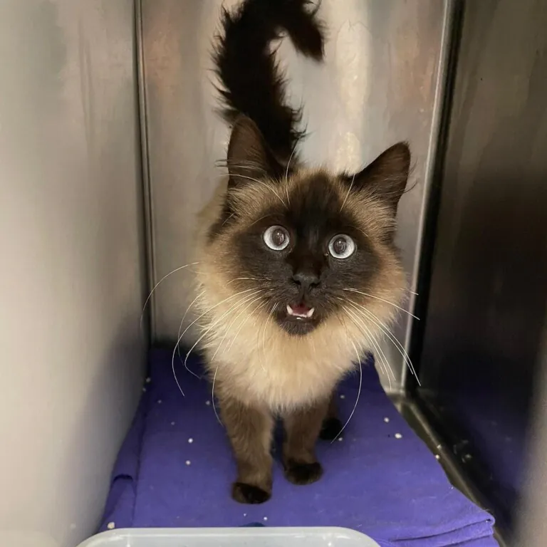 Laika Andorra3 768x768