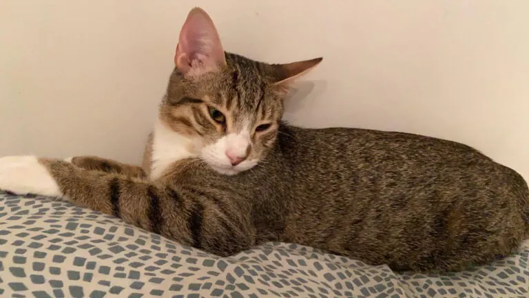 Laika Andorra4 768x432