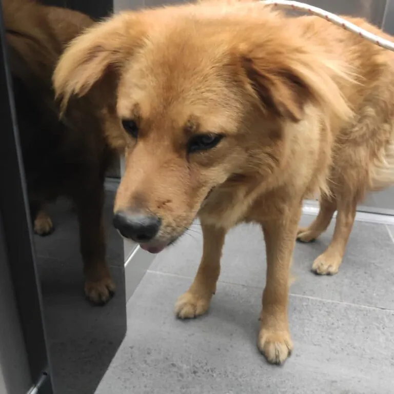 Laika Andorra5 768x768