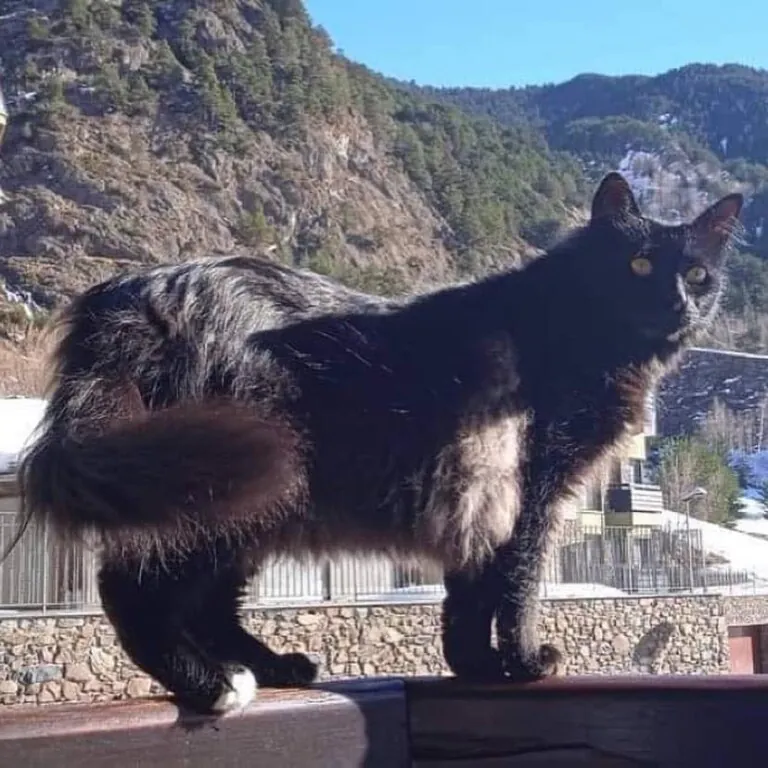 Laika Andorra6 768x768