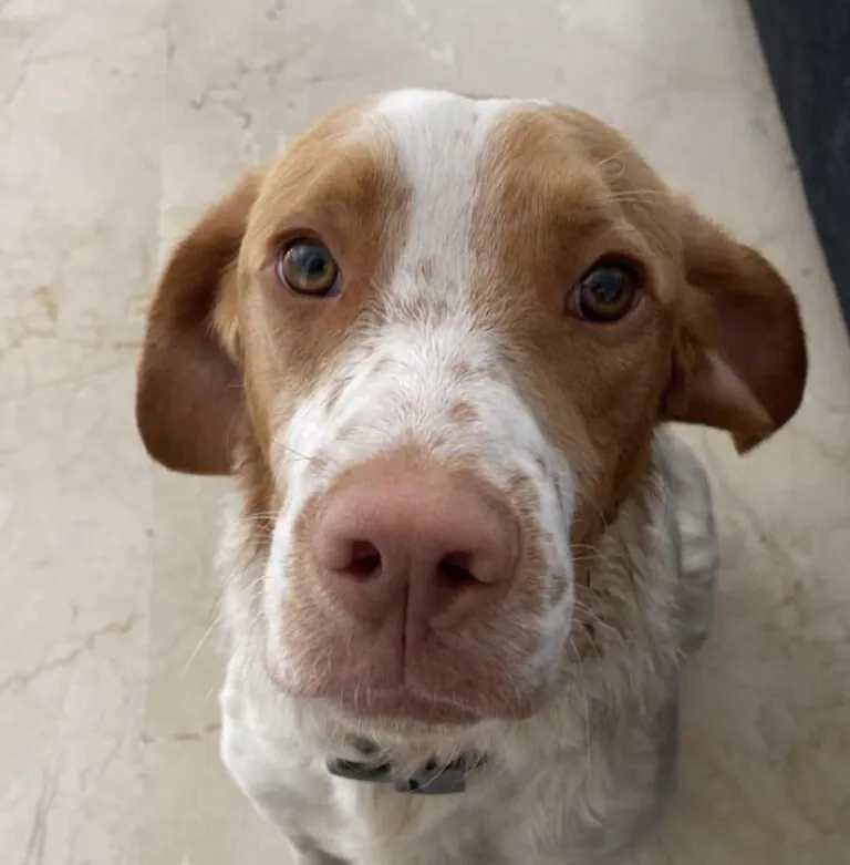 Luchando por los PPPs2 768x781