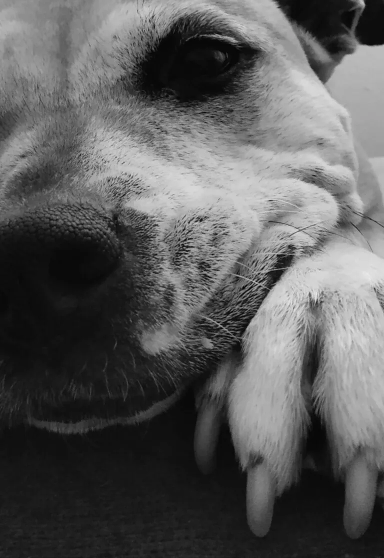 Luchando por los PPPs3 768x1116