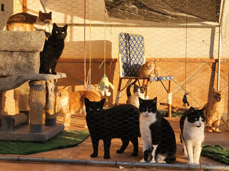 Mascotas de Priego1 768x576