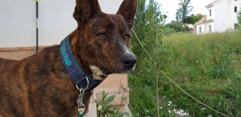 Mascotas de Priego2 768x373