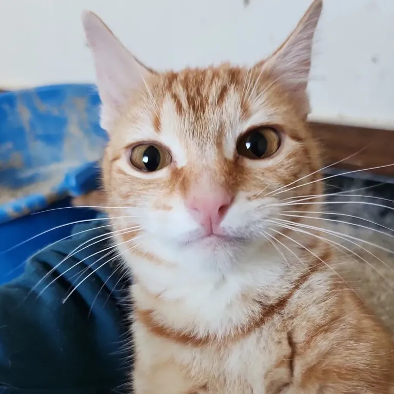 Mascotas de Priego3 768x768