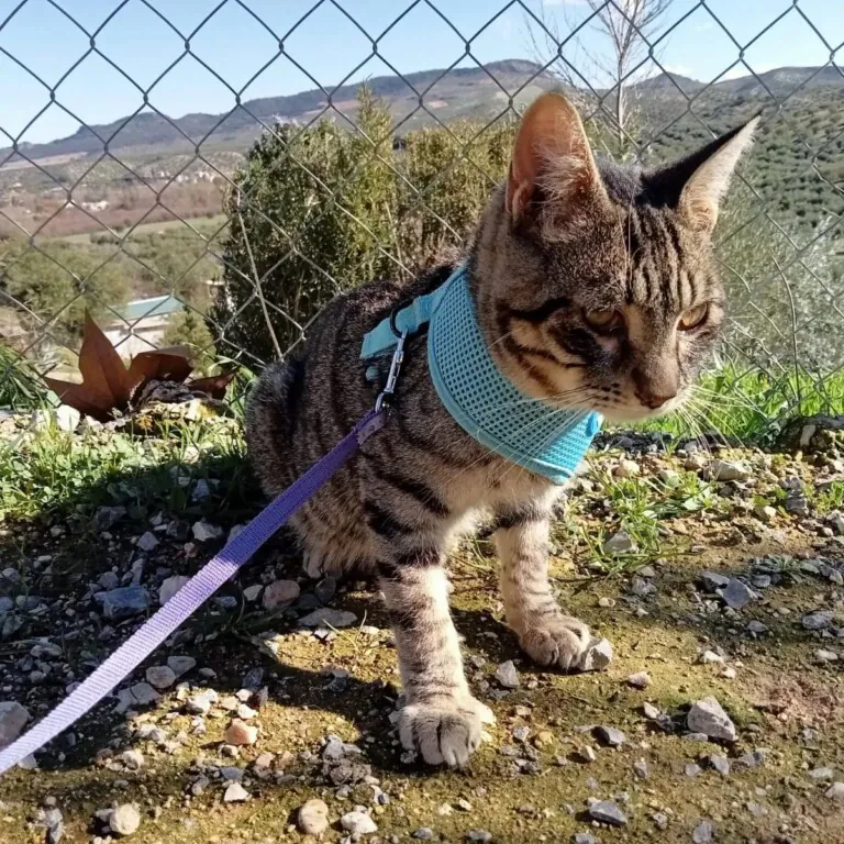 Mascotas de Priego5 768x768