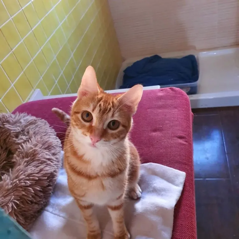 Mascotas de Priego6 768x768