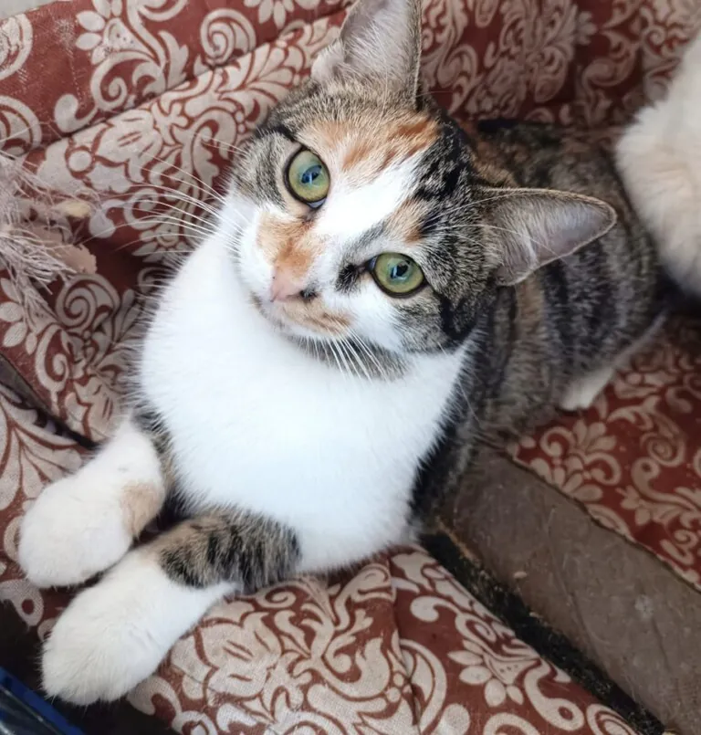 Masquechuchos1 768x805