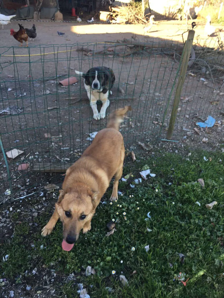 Masquechuchos4 768x1024