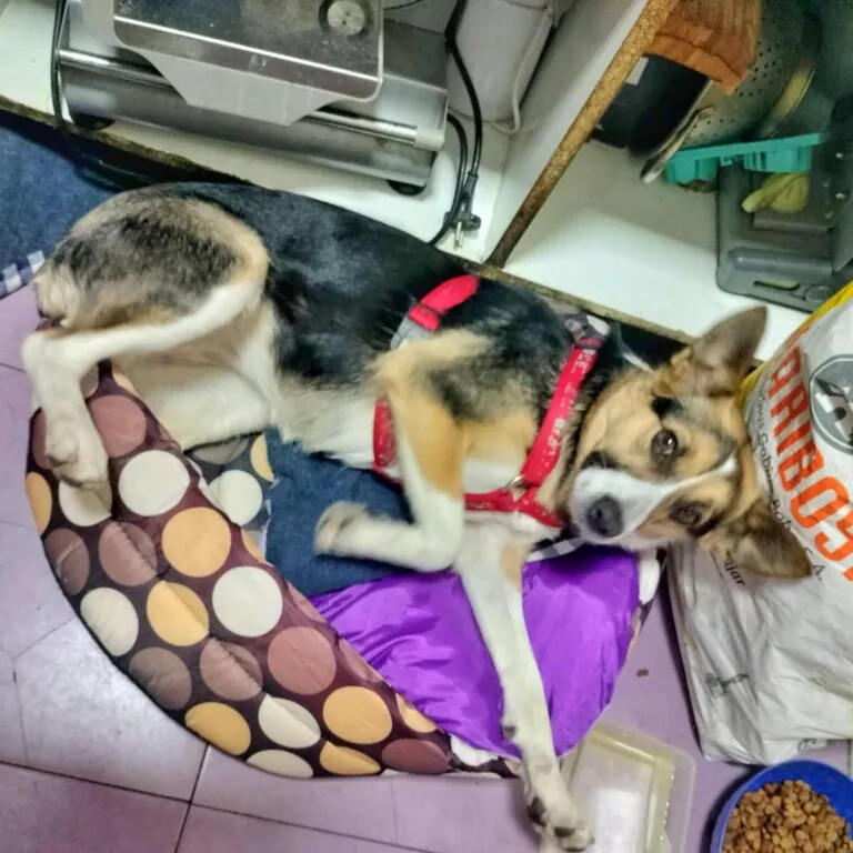 Masquechuchos5 768x768