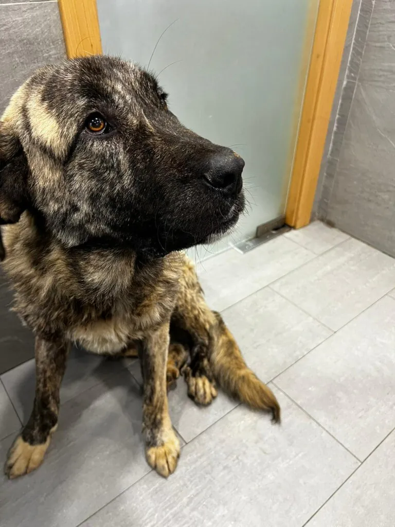 Masquechuchos6 768x1024