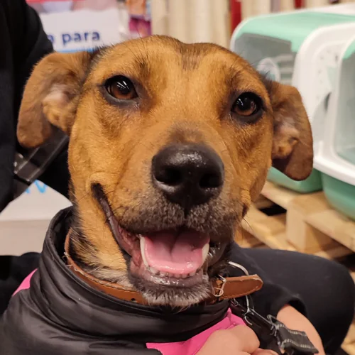 Miau Almeria Canina1