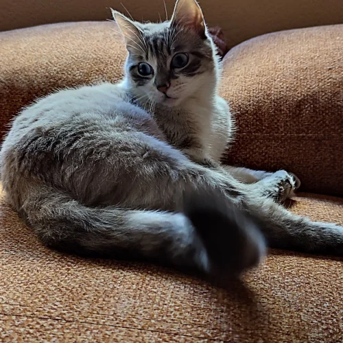 Miau Almeria Canina2