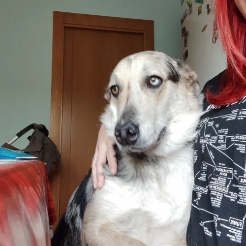 Miau Almeria Canina3