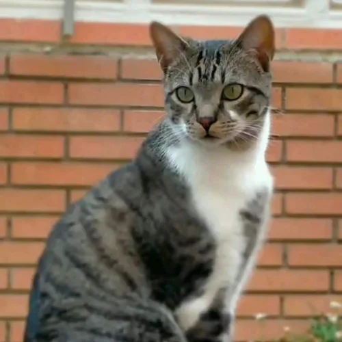 Miau Almeria Canina4