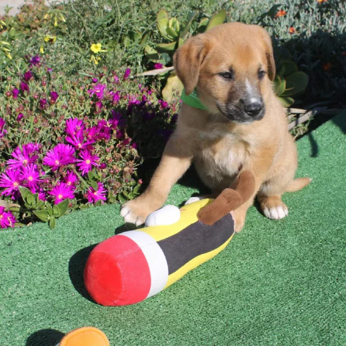 Miau Almeria Canina5