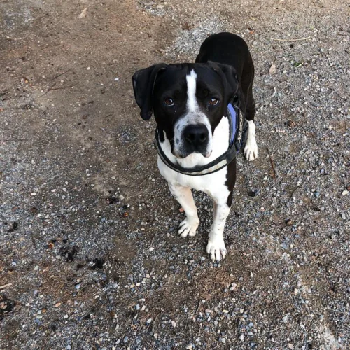 Miau Almeria Canina6