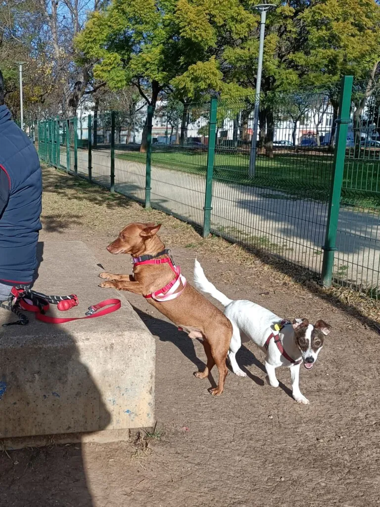 No Me Abandones3 768x1025