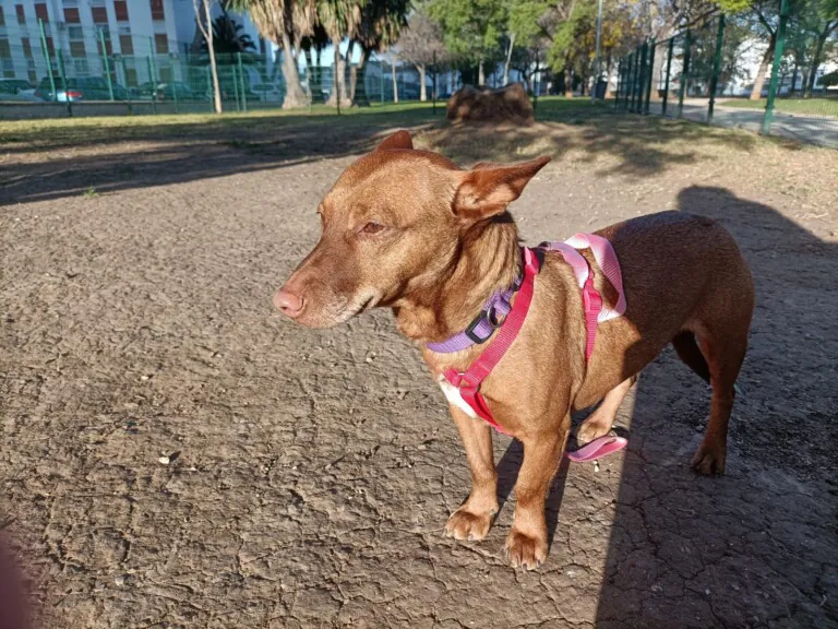 No Me Abandones4 768x576