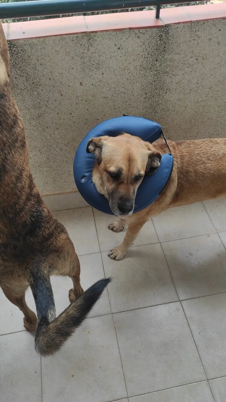 No Me Abandones6 768x1365