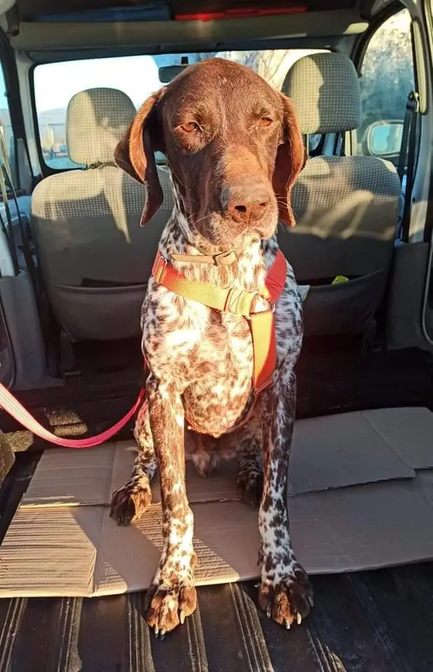 PAM Protectora Animales y Plantas Montehermoso1