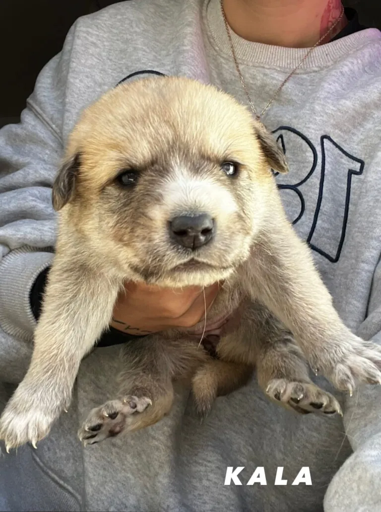 PAM Protectora Animales y Plantas Montehermoso3 768x1031