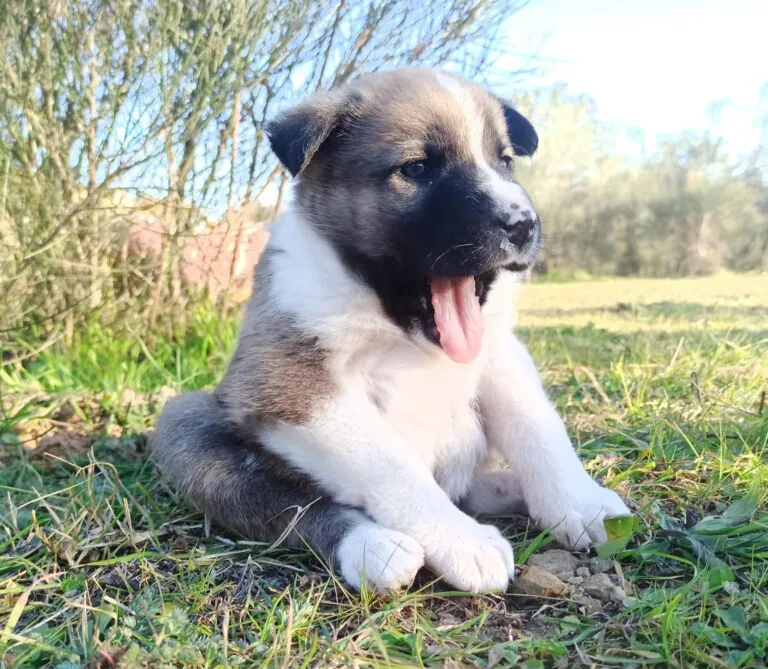 PAM Protectora Animales y Plantas Montehermoso4 768x669