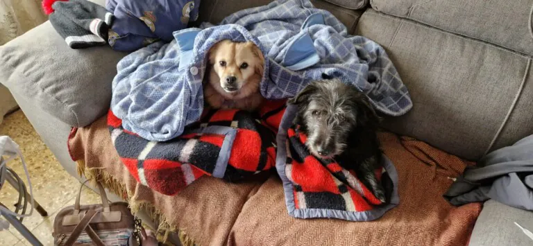 PAM Protectora Animales y Plantas Montehermoso5 768x355