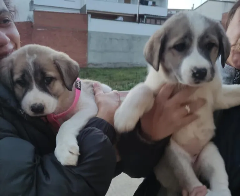 PAM Protectora Animales y Plantas Montehermoso6 768x628