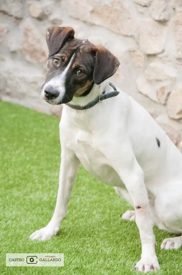Peludos Villanueva de Cordoba5
