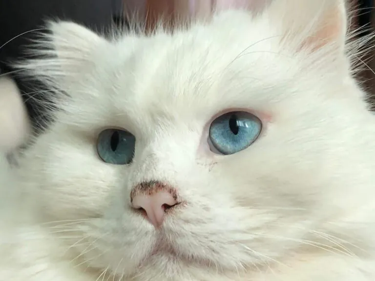 Proteccion Animal Dylan 768x576