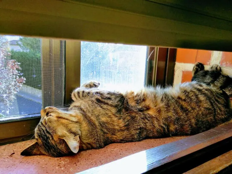 Proteccion Animal Dylan2 768x576