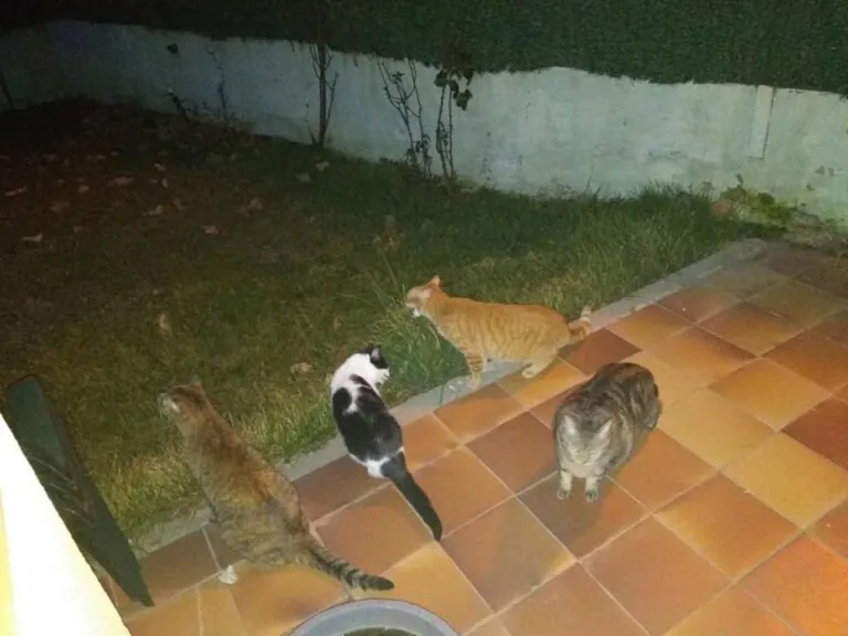 Proteccion Animal Dylan3 768x576