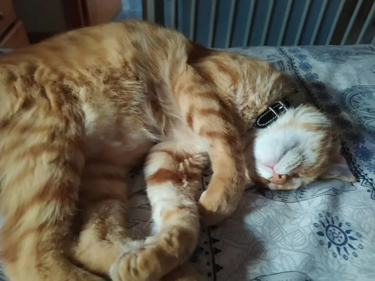 Proteccion Animal Dylan4 768x576