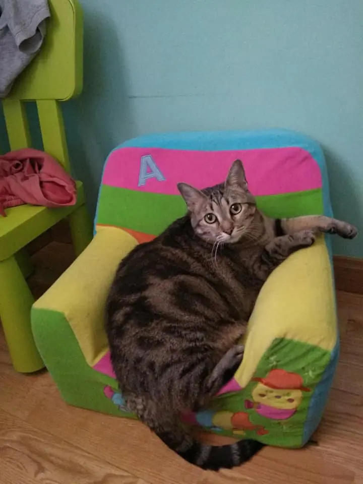 Proteccion Animal Dylan6