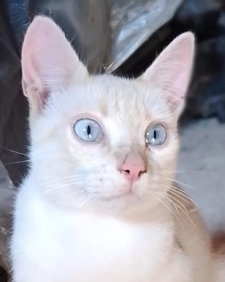 Protectora de Animales Whanau1 768x961