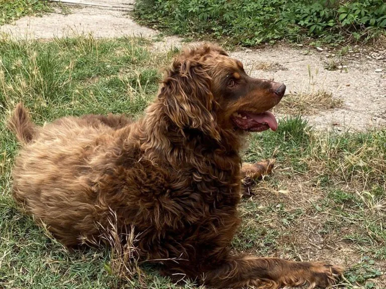 Protectora de Animales Whanau2 768x576