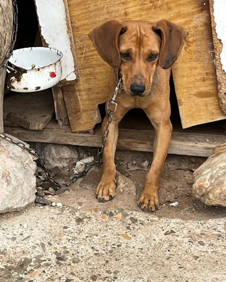 Protectora de Animales Whanau3 768x960