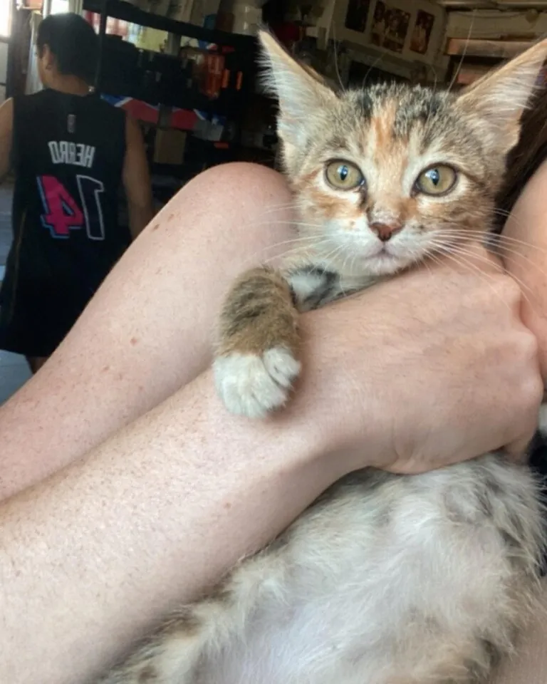 Protectora de Animales Whanau4 768x960