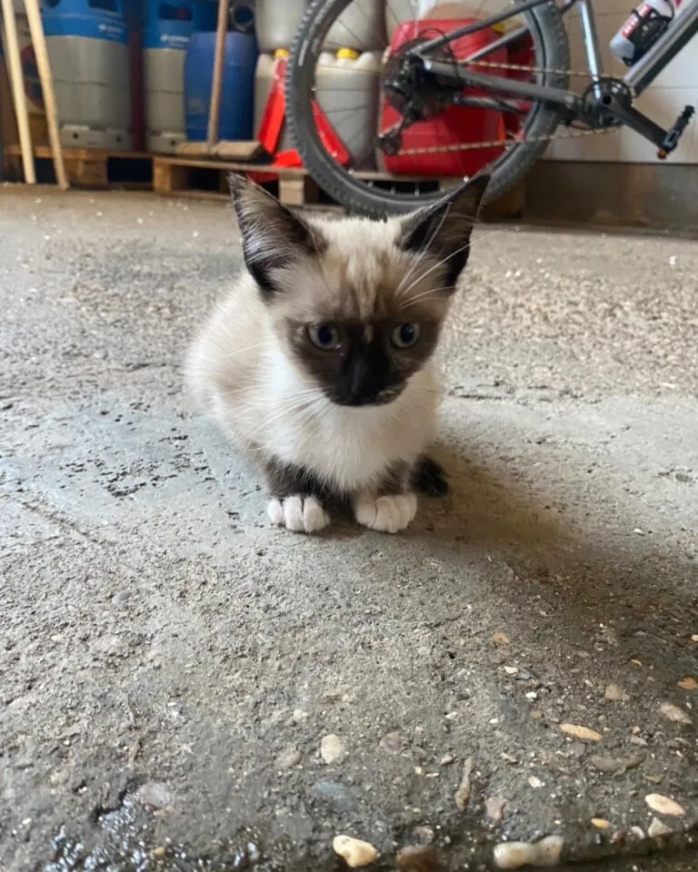 Protectora de Animales Whanau5 768x960