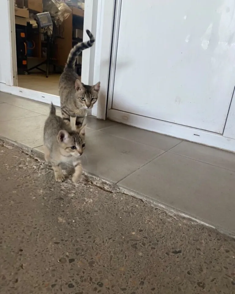 Protectora de Animales Whanau6 768x960