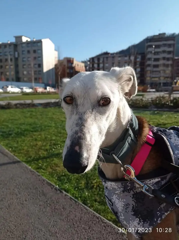 Purogalgo1