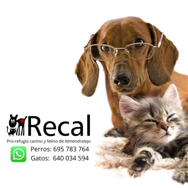 RECAL logo 768x768